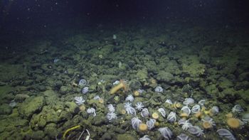 Media type: image;   Invertebrate Zoology 153105 Description: live specimen;